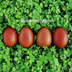 Fertile Hatching Eggs 