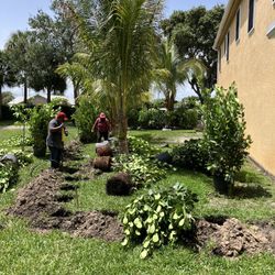 Clusias perfect for privacy all sizes available starting at five dollars