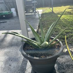 Aloe Vera Natural