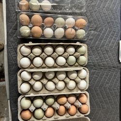 Fresh Eggs 🐔