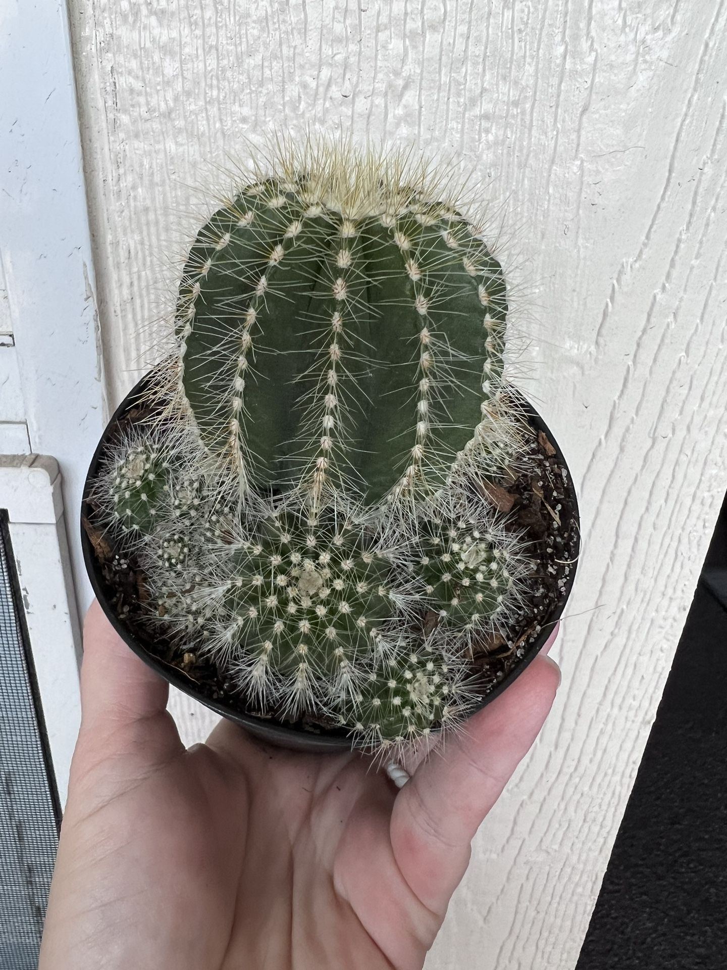 Balloon Cactus Cluster