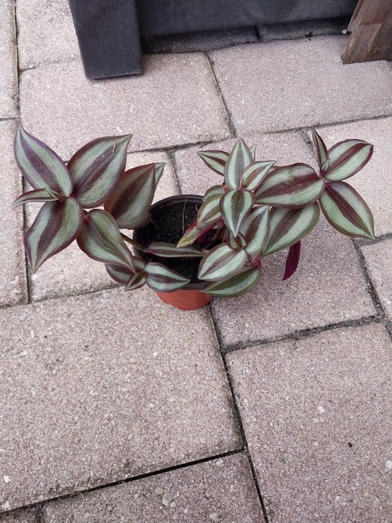 Wandering Jew Potted Plant
