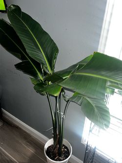 Bird of paradise plant