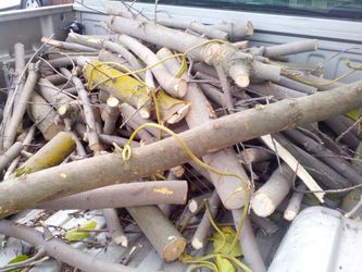 Wood