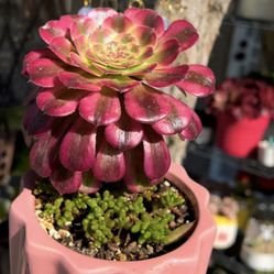 Beautiful Succulent Aeonium Meiji 