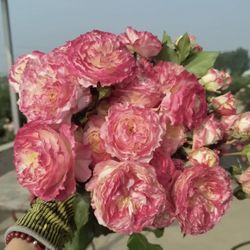 Rare Chinese Rose Plant-[First Blush] chuzhuang