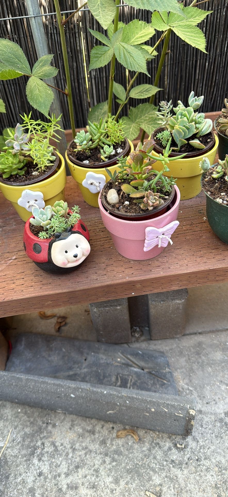 Succulents