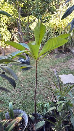Mamey sapote