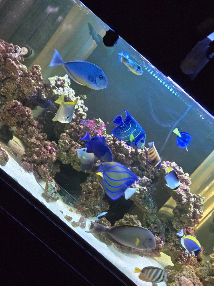 Wow. 240  Gallon Fish Tank Reef Fowler Tank