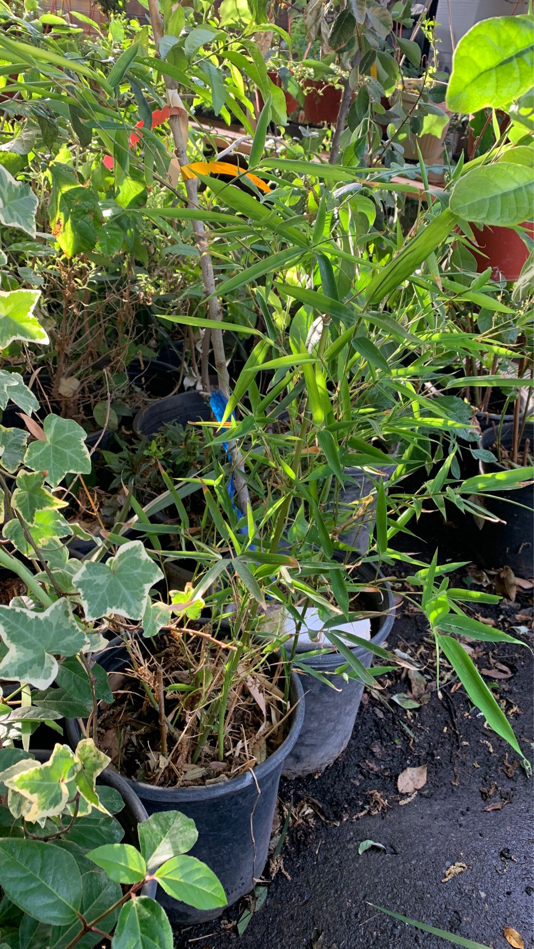 Bamboo plant in 5 gal pot