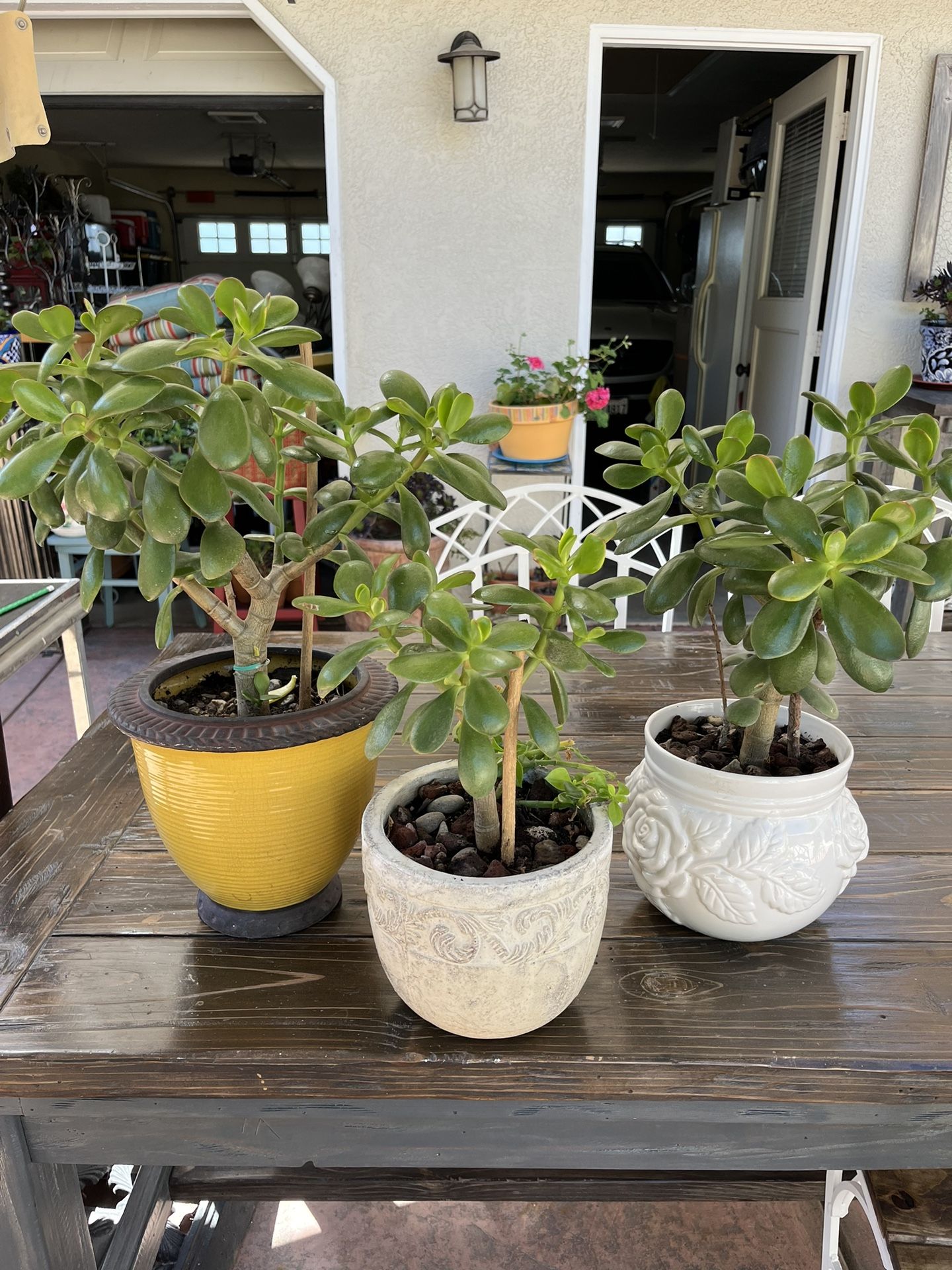 Potted Jade Plants