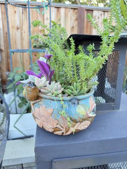 Real Succulents In Pot 
