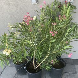 Five 5 Gallon Oleander Plants