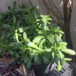 Crassula Ovata Succulent 