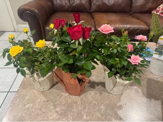 Mini rose 7$ each