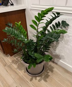 ZZ Plants
