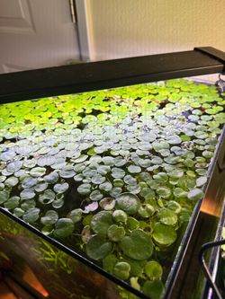 Floating plant aquarium plant fish tank plant