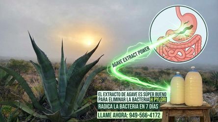 Pulque artesanal fermentado