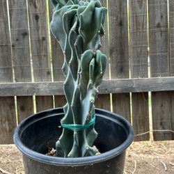 Monstrose Peruvian Apple Cactus