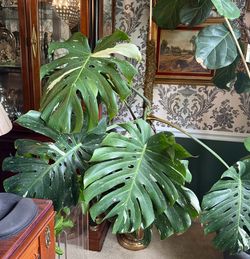 Beautiful Tai Constellation Monstera Plant