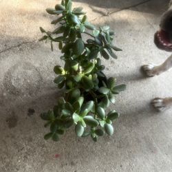 Jade Plant