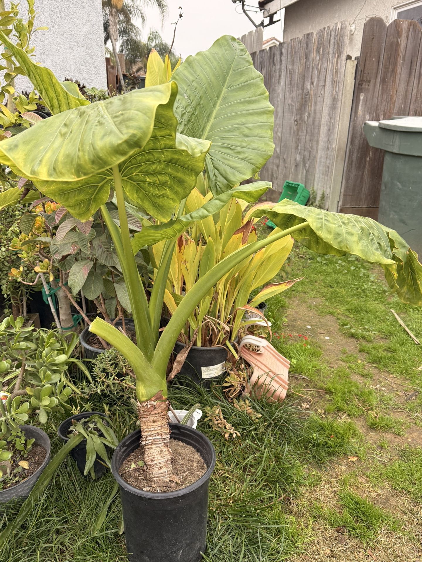 Oreja De Elefante Planta