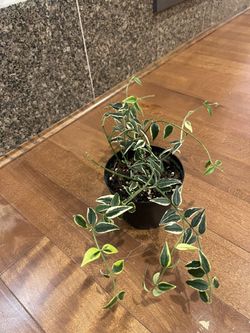 Hoya Bella Outer Variegated 