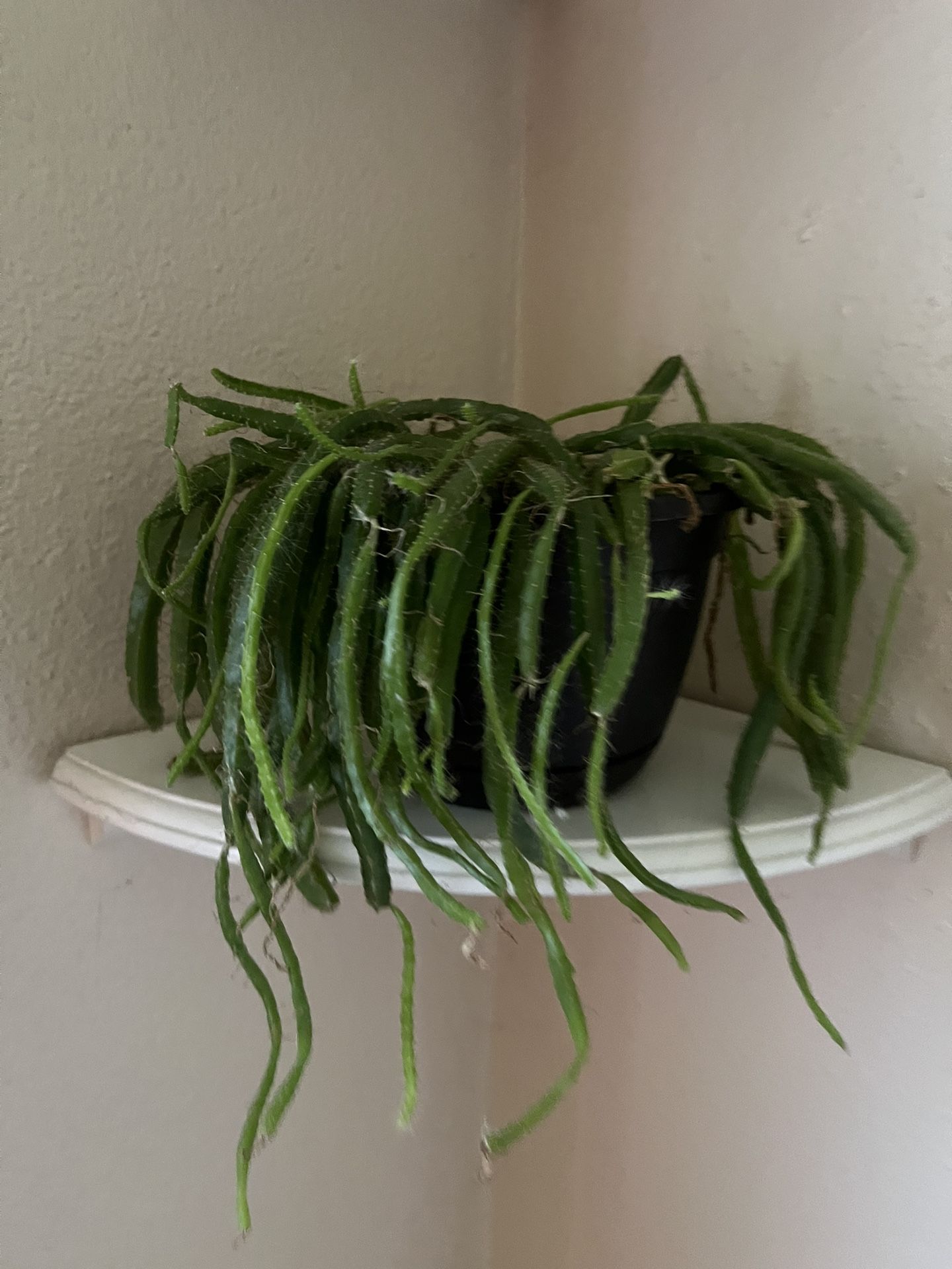 Live Plants