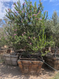 $1750 large desert willow tree
