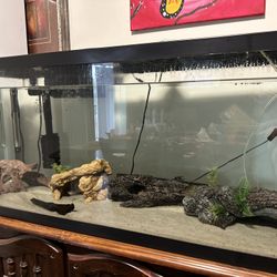 75 Gallon Tank 