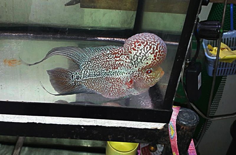 King SuperRed Dragon Flowerhorn Frys