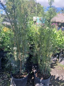 Podocarpus Overgrown 7gl 6ft