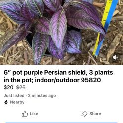 6” pot purple Persian shield, 3 plants in the pot; indoor/outdoor 95820