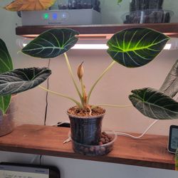Alocasia House Plant  Collection