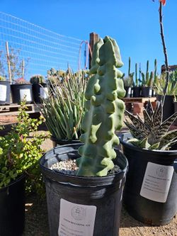 Totem Cactus for Sale