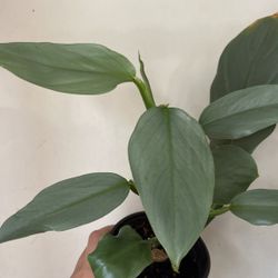 Beautiful Philodendron Silver Sword Plant