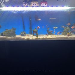 90 Gallon Fish Tank