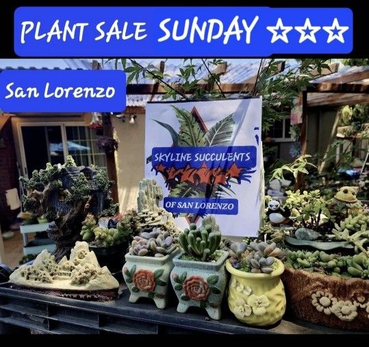 PLANT SALE THIS WEEK IN SAN LORENZO STARTS AT 1PM