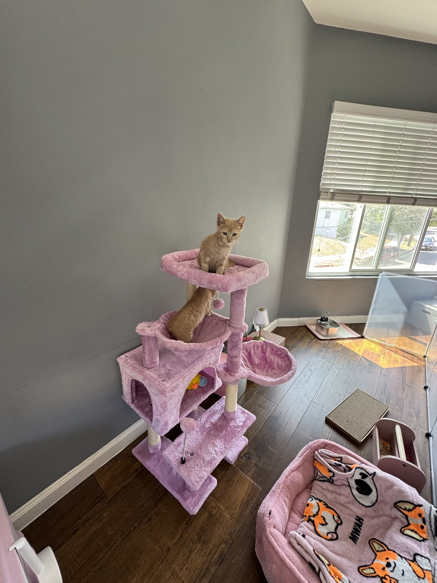 Kitten Cat Tree