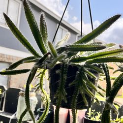 Hanging Dogtail Cactus  Plant