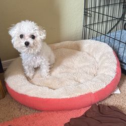 medium/small dog bed 