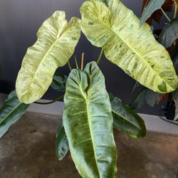 ✨ Paraiso Verde | Philodendron✨