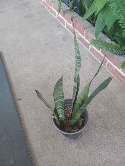 Plant