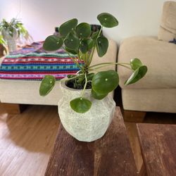 Pilea pereromioides plant in rustic gray planter pot / vase