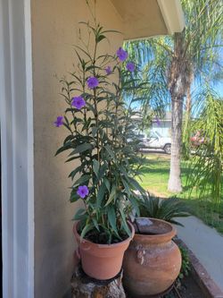 PETUNIA PLANT