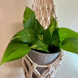 Cottagecore Aesthetic. Hanging Live Plant in Ceramic Pot with Macrame. Healthy with new growth.  Housewarming Gift.