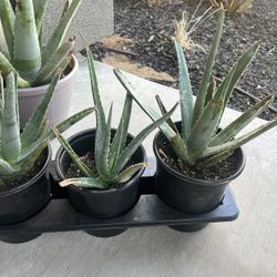 Three aloe vera Plants In Black Plastic Pot