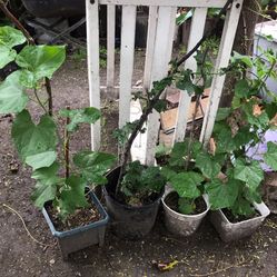 Plantas 🪴 De Chayote Organico Tengo Grandes Y Chicas  South La 90043 