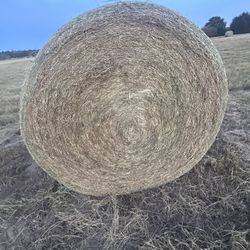 Coastal Hay