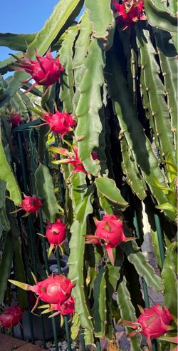 dragon fruit plant
